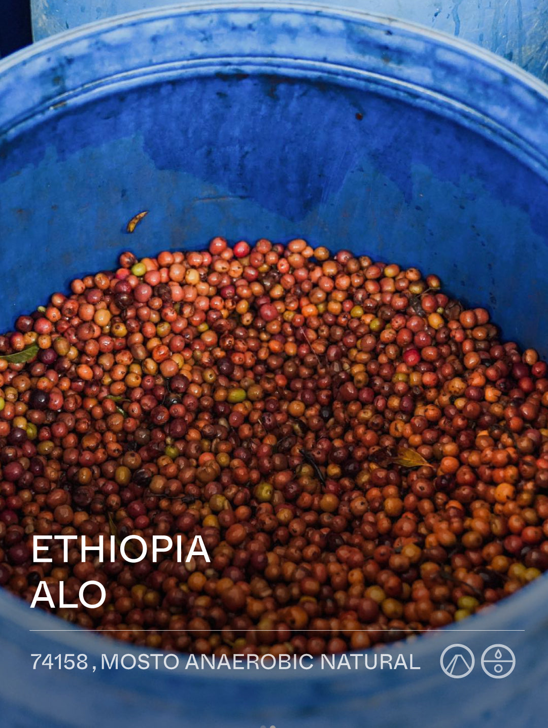 Terraform Ethiopia ALO 74158 Mosto Anaerobic Natural