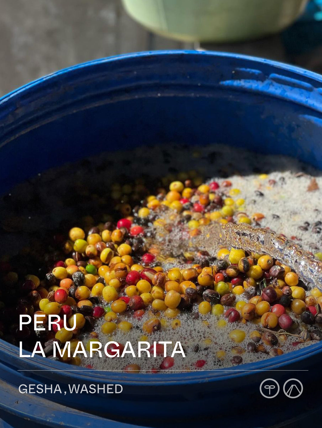 Terraform Peru LA MARGARITA Washed